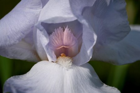 Flower, White, Flowering Plant, Iris