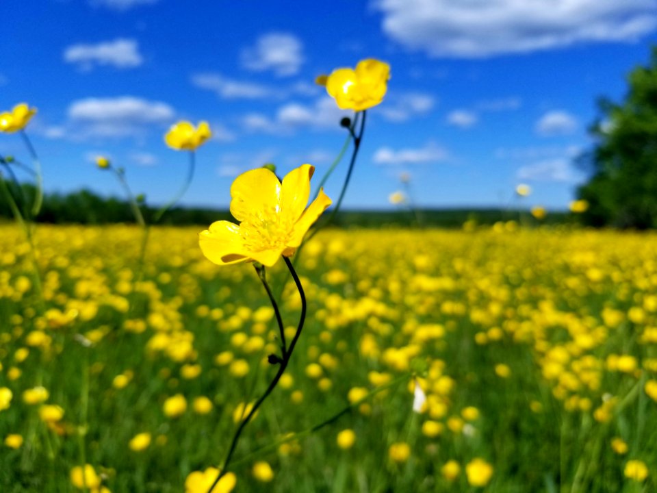 Flower, Yellow, Field, Grassland