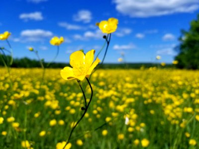 Flower, Yellow, Field, Grassland photo
