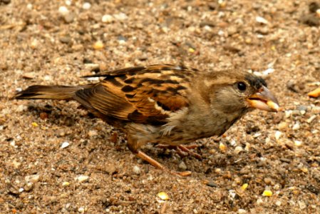 Bird, Fauna, Sparrow, Beak