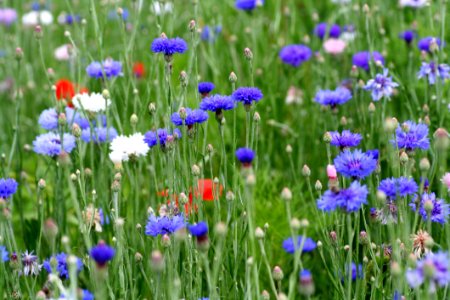 Flower, Plant, Grass, Wildflower