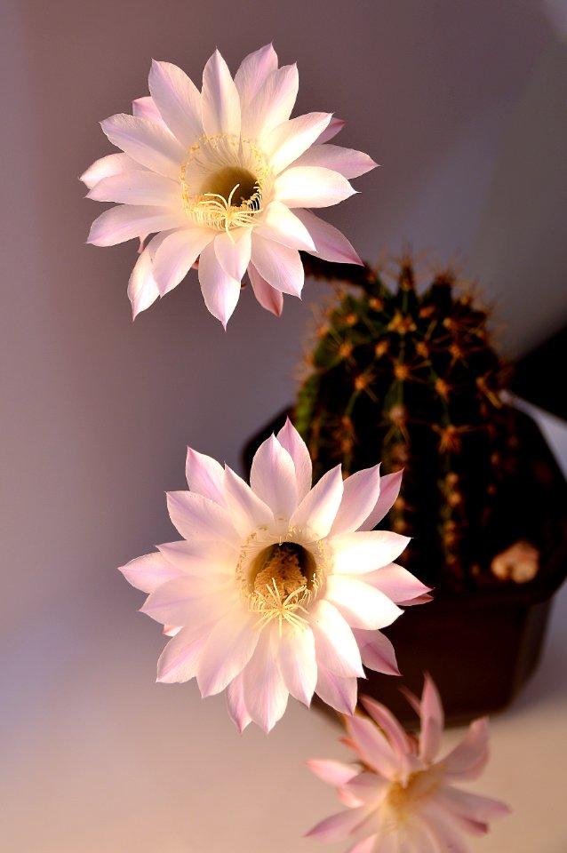 Flower, Plant, Pink, Flowering Plant