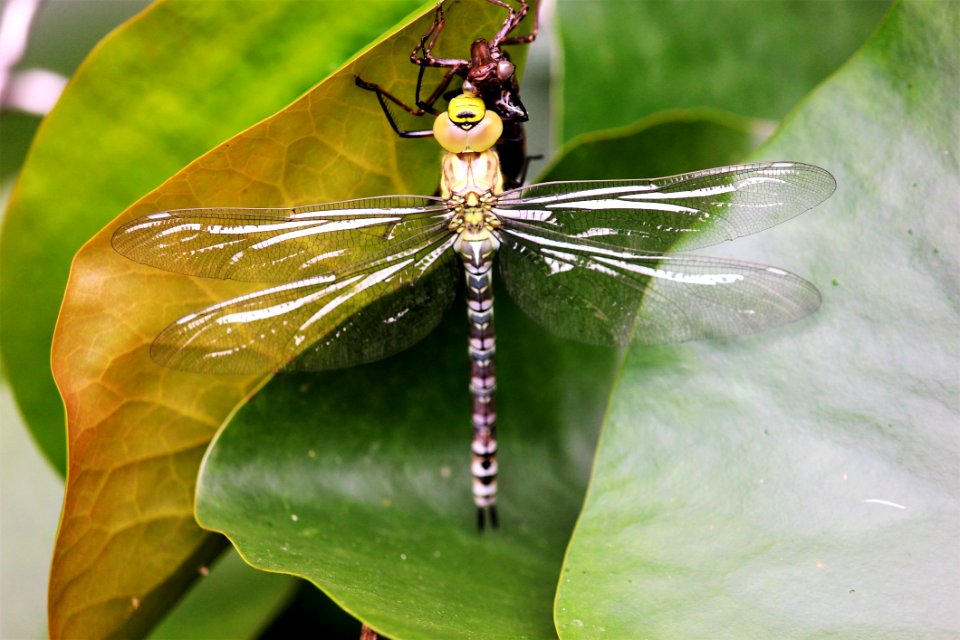 Insect, Dragonfly, Dragonflies And Damseflies, Invertebrate