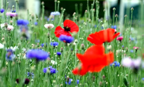 Flower, Wildflower, Meadow, Field