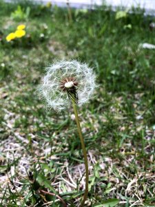 Plant, Flower, Flora, Dandelion