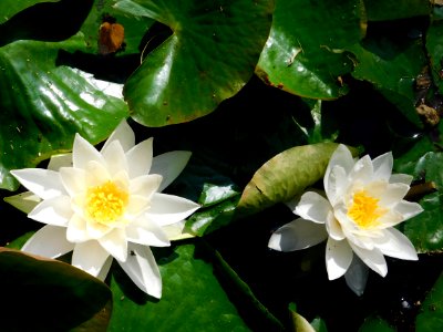 Flower, Plant, Flora, Aquatic Plant