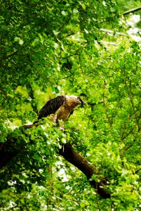 Bird, Ecosystem, Fauna, Nature Reserve