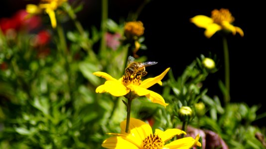 Flower, Bee, Honey Bee, Yellow photo