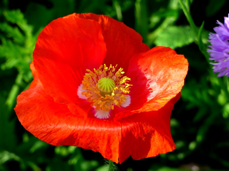 Flower, Wildflower, Poppy, Poppy Family