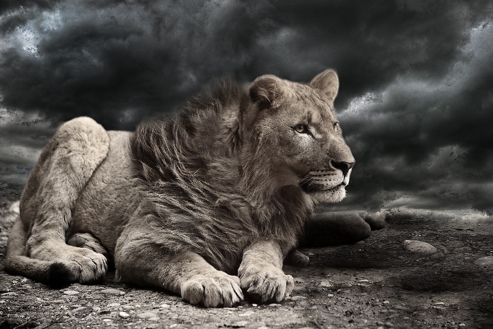 Clouds weather animal