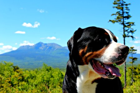 Dog, Dog Breed, Greater Swiss Mountain Dog, Dog Like Mammal