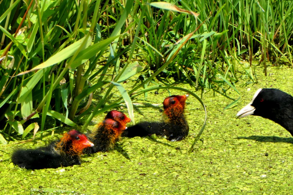 Bird, Ecosystem, Fauna, Galliformes