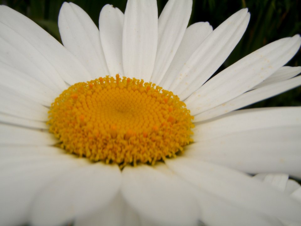 Flower, Oxeye Daisy, Yellow, Flora