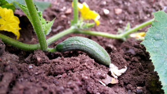 Plant, Flora, Leaf, Soil