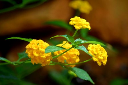 Yellow, Flower, Flora, Lantana Camara