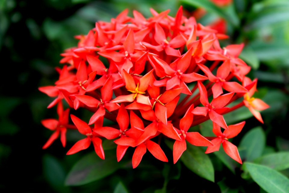 Flower, Plant, Flora, Petal