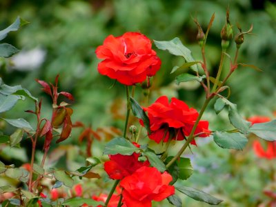 Flower, Rose Family, Rose, Flowering Plant