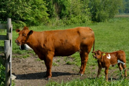 Cattle Like Mammal, Pasture, Grazing, Grass