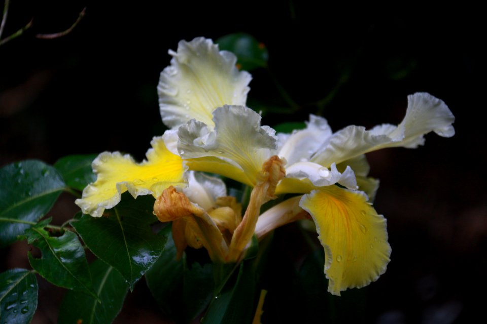 Flower, Plant, Flowering Plant, Flora