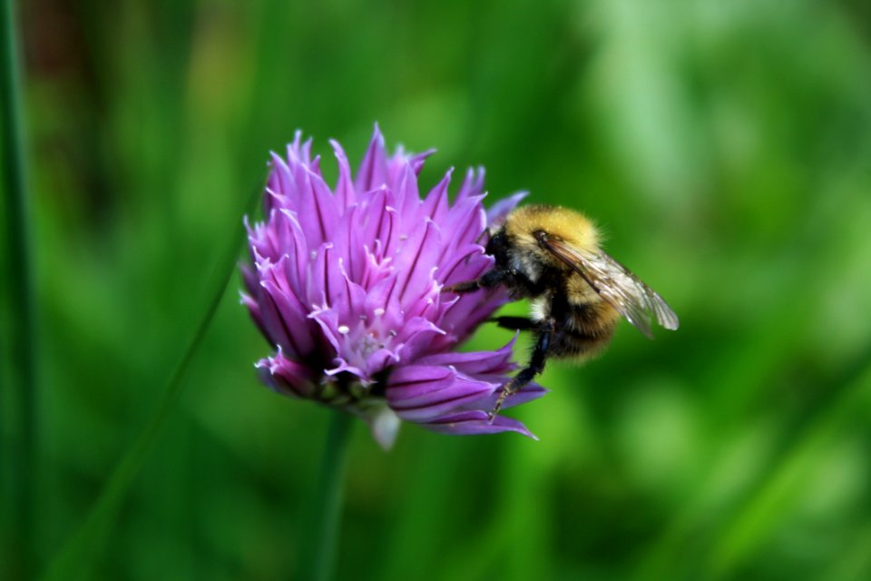 Bee, Honey Bee, Flower, Purple