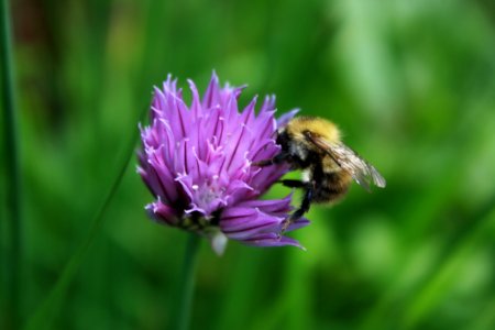 Bee, Honey Bee, Flower, Purple photo