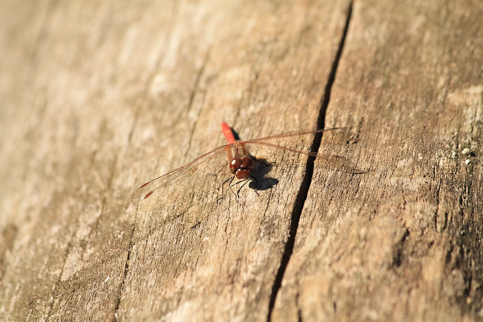 Insect wing wildlife