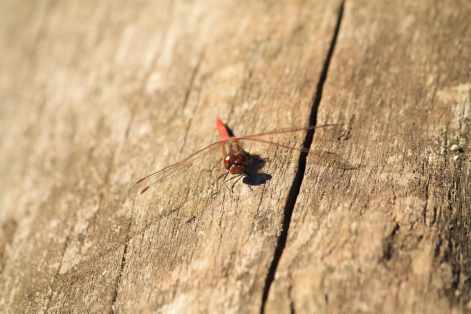 Insect wing wildlife photo