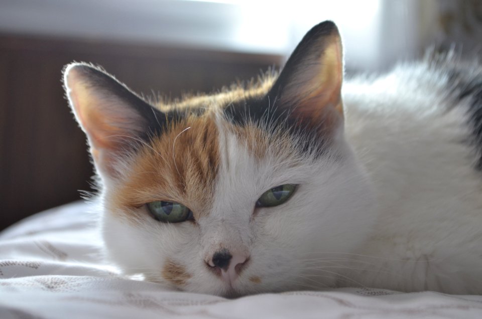 Cat, Face, Whiskers, Small To Medium Sized Cats