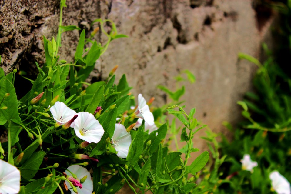 Flower, Plant, Flora, Flowering Plant