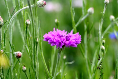 Chives, Flower, Grass, Plant