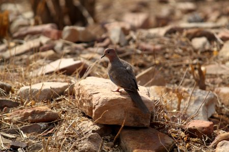 Bird, Fauna, Beak, Lark