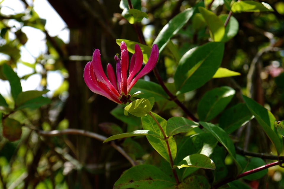 Plant purple passion