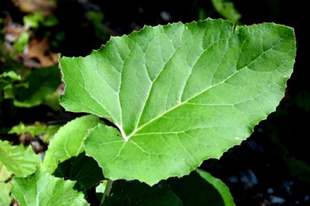 Leaf, Plant, Annual Plant, Grape Leaves