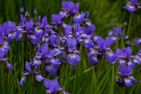 Flower, Blue, Plant, Flowering Plant