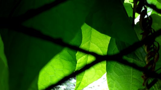Leaf, Green, Vegetation, Branch