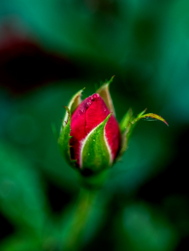 Bud, Green, Macro Photography, Close Up