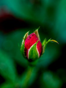 Bud, Green, Macro Photography, Close Up