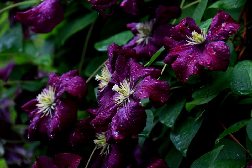 Flower, Plant, Flora, Purple