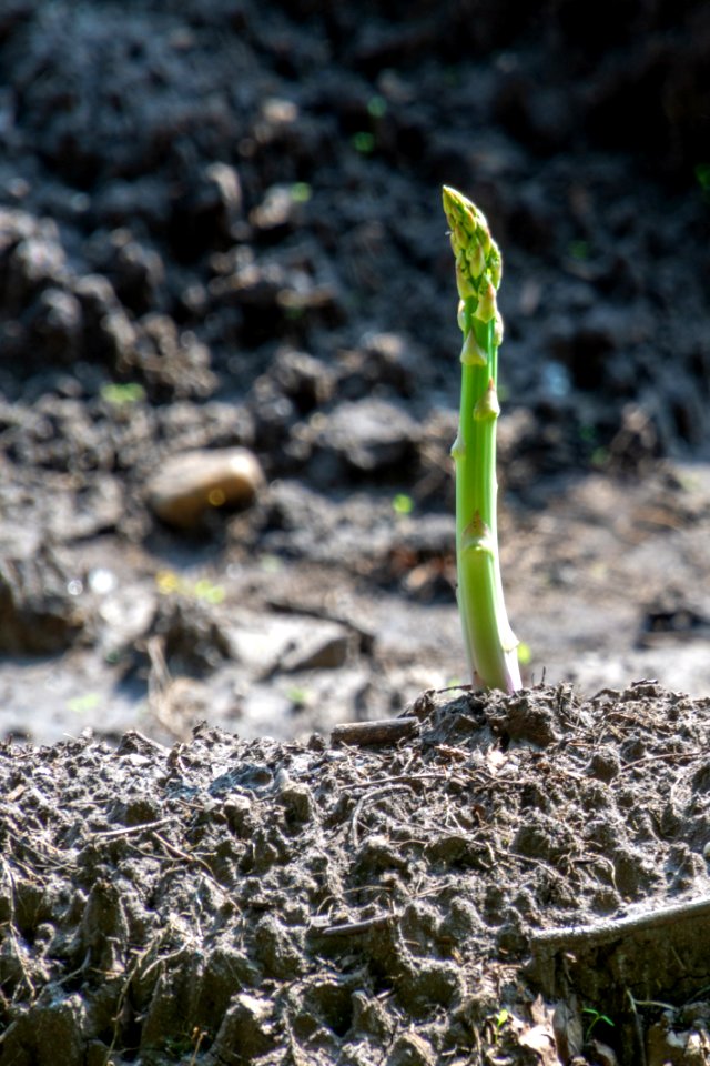 Flora, Plant, Soil, Grass