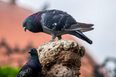 Bird, Fauna, Beak, Pigeons And Doves