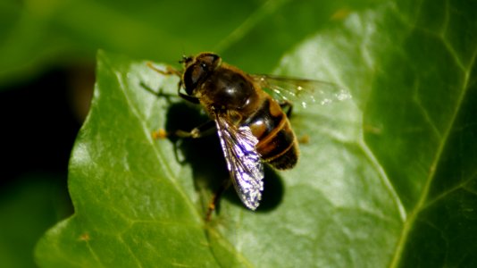 Insect, Bee, Honey Bee, Fly photo