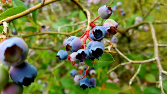 Blueberry, Berry, Plant, Bilberry