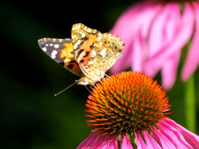 Butterfly, Insect, Nectar, Moths And Butterflies