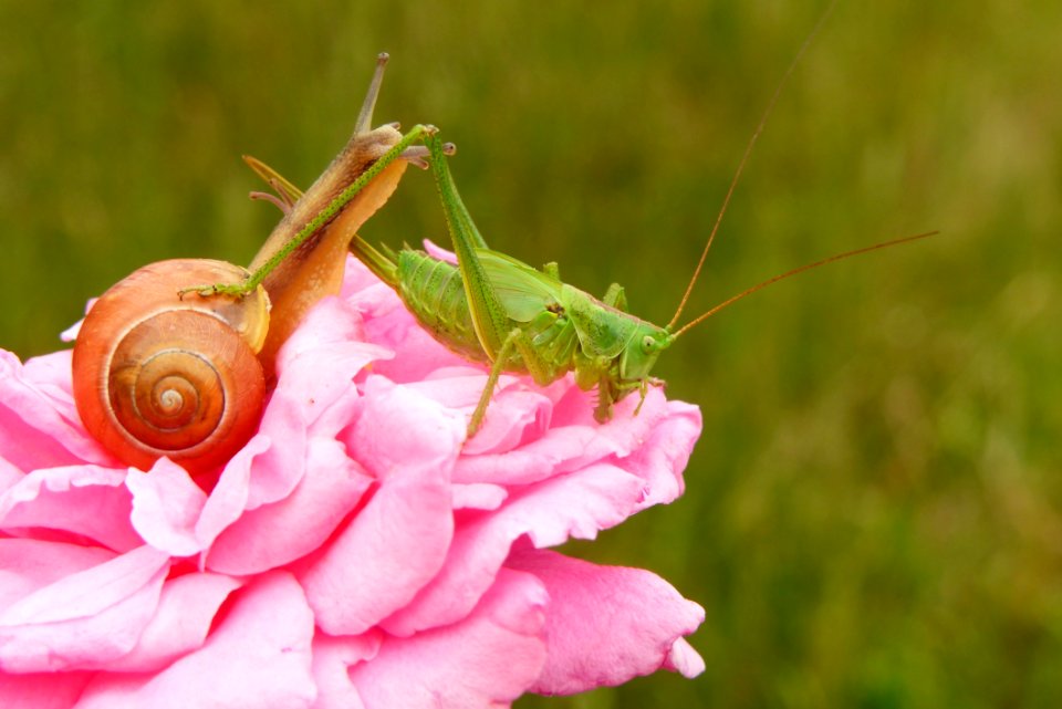 Pink, Invertebrate, Flower, Close Up