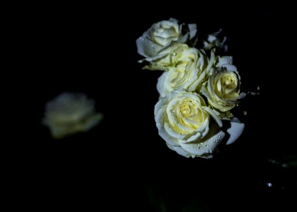 Flower, Rose Family, Rose, Yellow