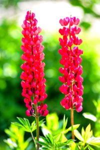 Flower, Plant, Pink, Flowering Plant