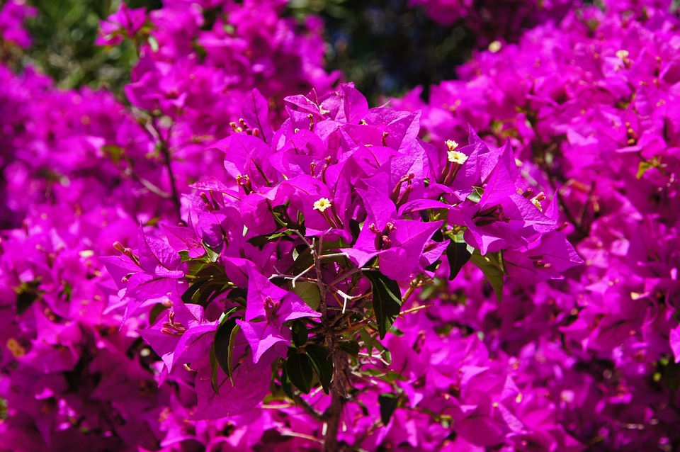 Bougainvillea flowers purple photo