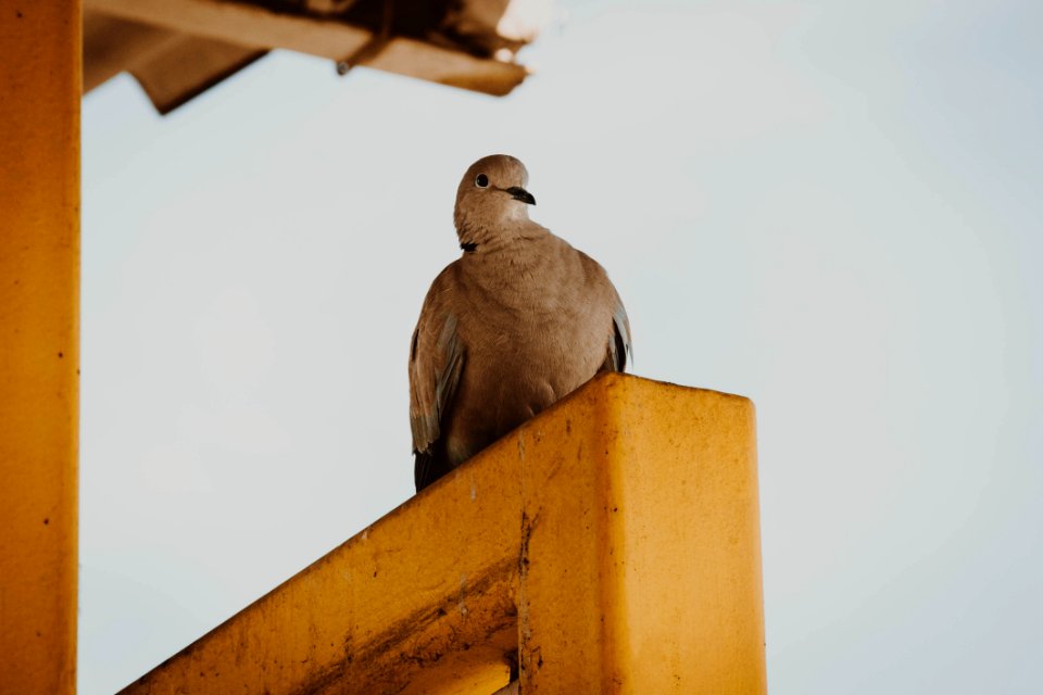Bird, Fauna, Beak, Feather