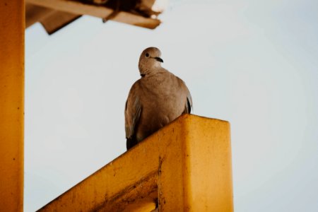 Bird, Fauna, Beak, Feather photo