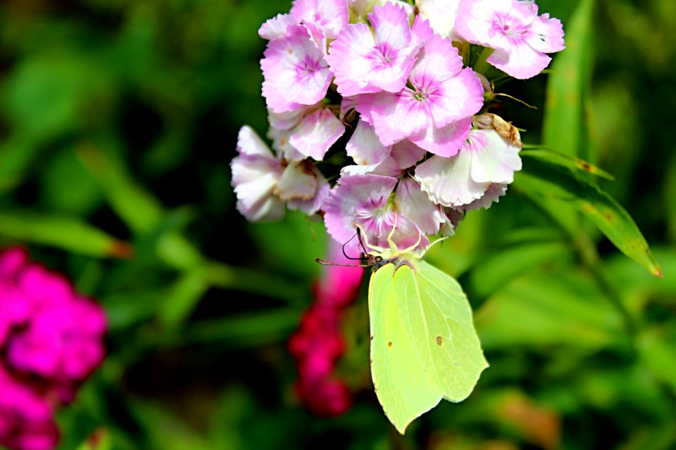 Flower, Plant, Flora, Flowering Plant